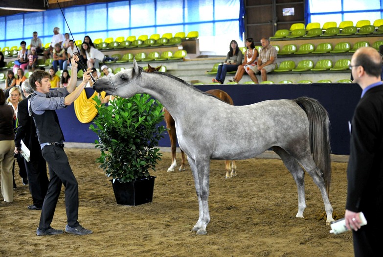 Bairactar Memorial Schau 2010 (Foto: Stephan Kube)