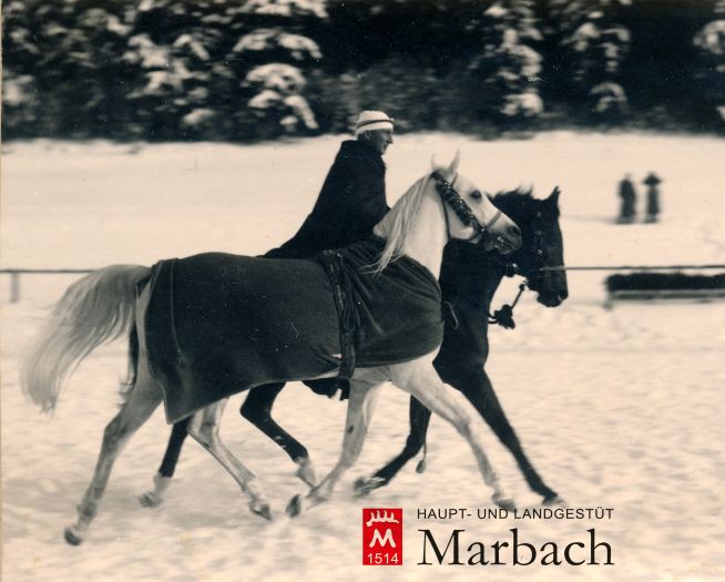 Karl Tröster geritten auf Halef ox mit Hadban Enzahi oxan der Hand bei der Hengstparade 1956