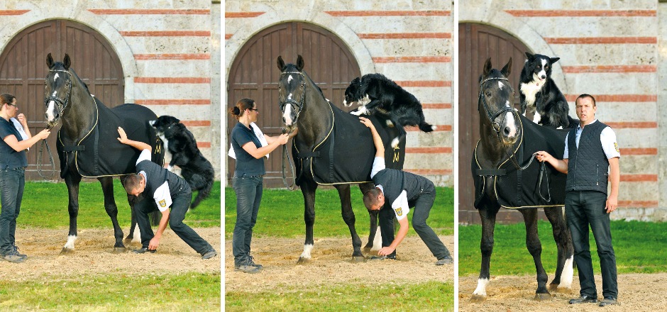 Marbacher Landbeschäler Fleiner (Foto: Stephan Kube)