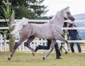 Mamlakee geführt an der Hand im Trab