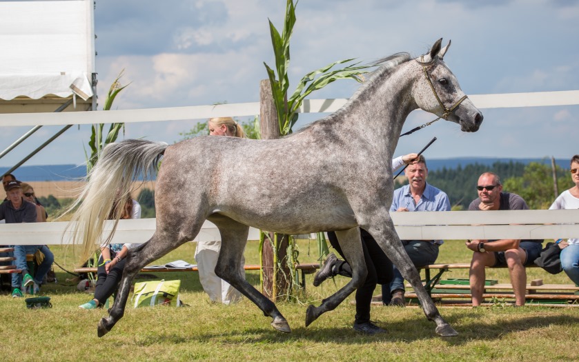 Nasheetah im Trab an der Hand