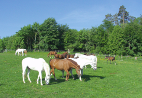 Viele Ruhestandspferde graßen auf der Weide bei blauem Himmel