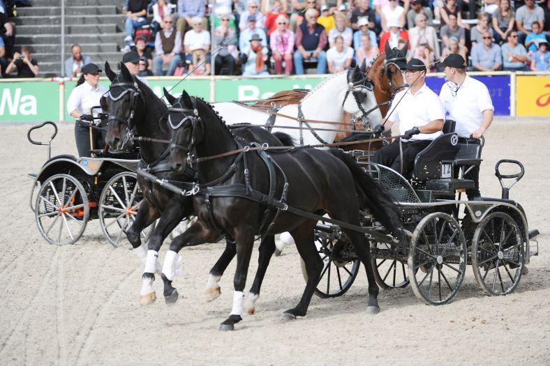 Marbacher Hengstparaden 2019