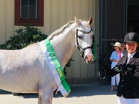 Schimmel mit Sch&auml;rpe