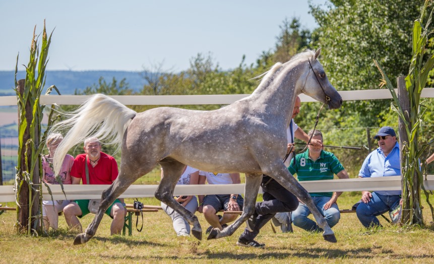Mamlakee im Trab an der Hand