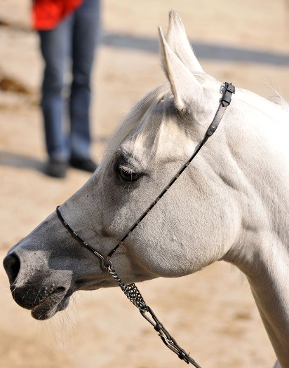 Bairactar Memorial Schau 2010 (Foto: Stephan Kube)