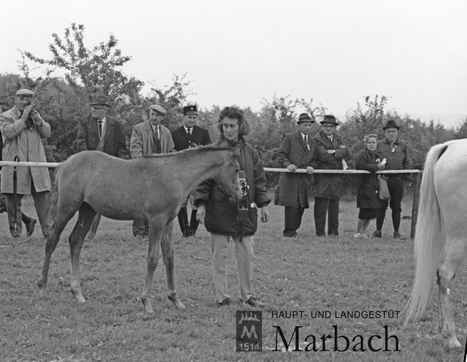 Ursula Guttmann mit Saher ox (Foto: Erika Schiele)