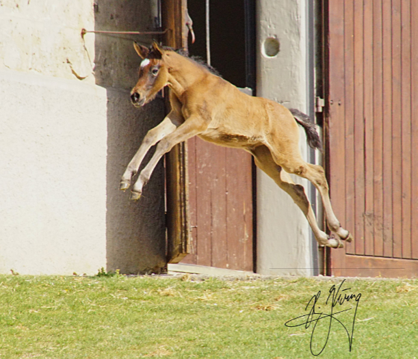 Stutfohlen Araber