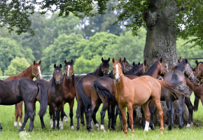 Herde mit unterschiedlichen Pferden stehen im Schatten eines Baumes auf der Weide