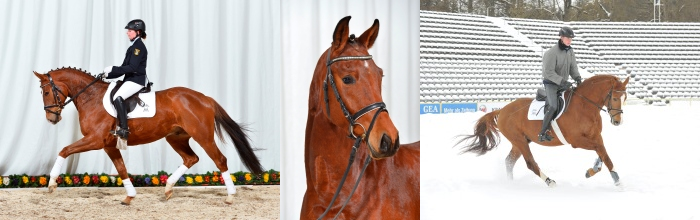 Marbacher Verkaufspferde (Foto: Maximilian Schreiner)