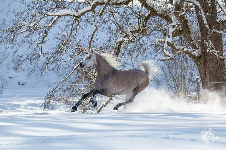 Marbach im Winter Araberhengst Mamlakee (Foto: Oliver Seitz)