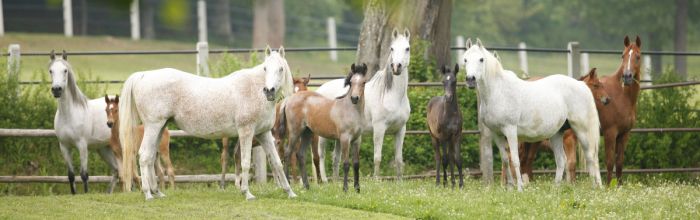 Araberstuten mit Fohlen in Marbach auf der Weide