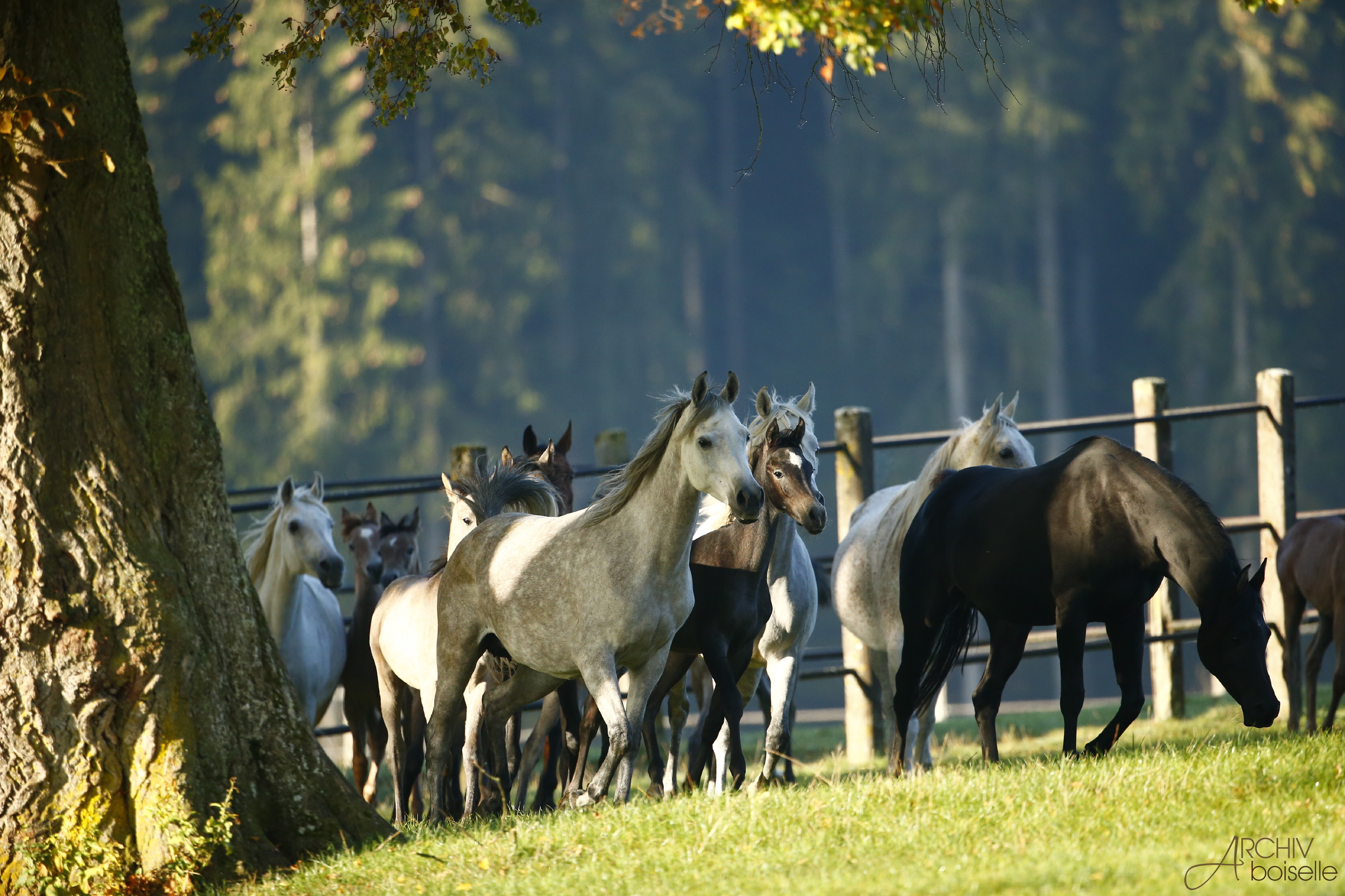 Araberherde auf der Weide 