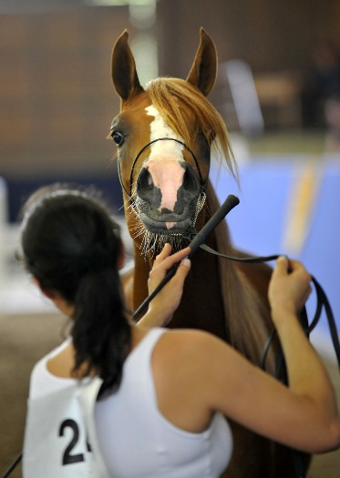 Bairactar Memorial Schau 2010 (Foto: Stephan Kube)
