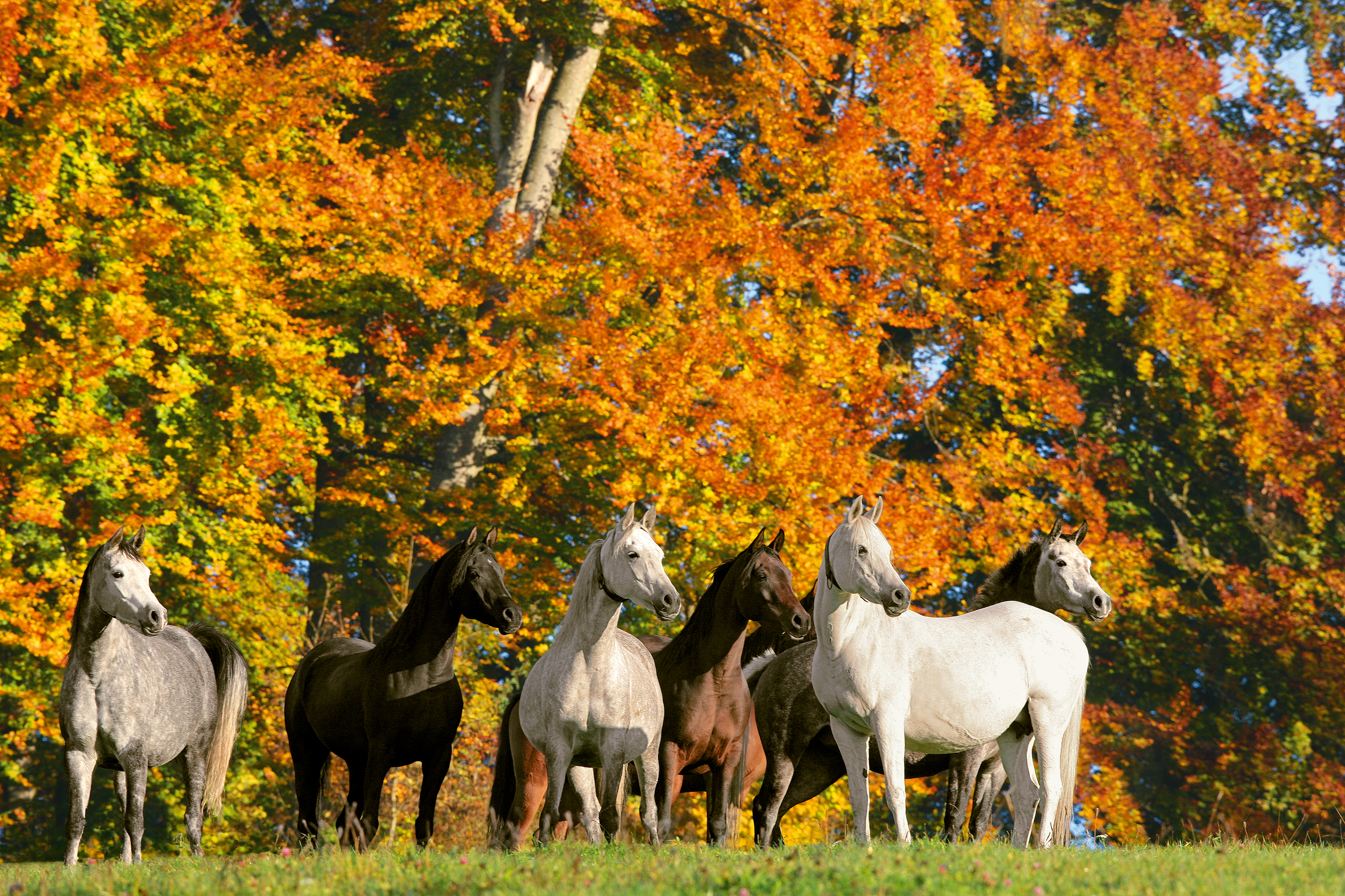 Alternativtext zum Bild