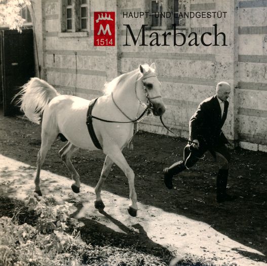 Hadif ox (Foto: Guttmann)