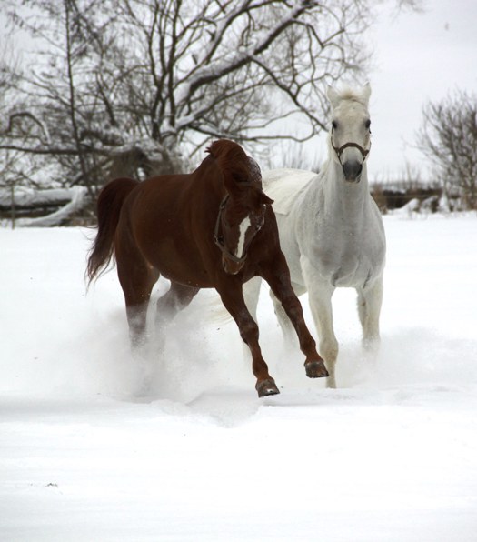 Lehrpferde auf der Koppel