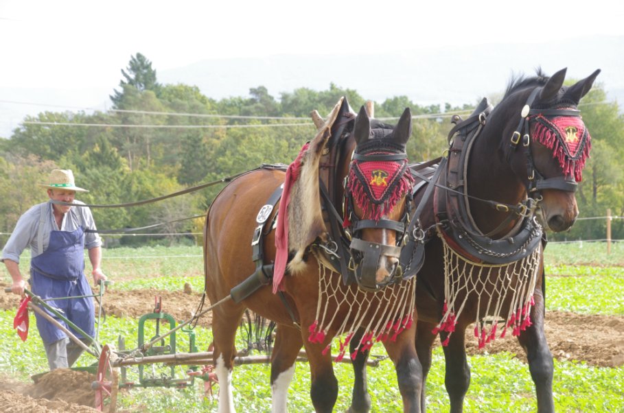 Alternativtext zum Bild