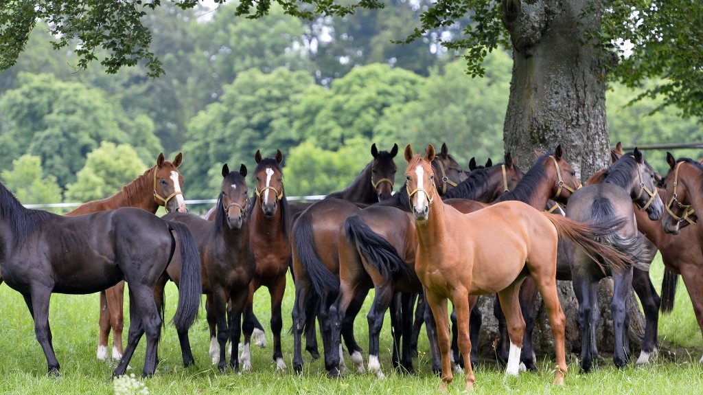Herde Jungpferde auf der Koppel