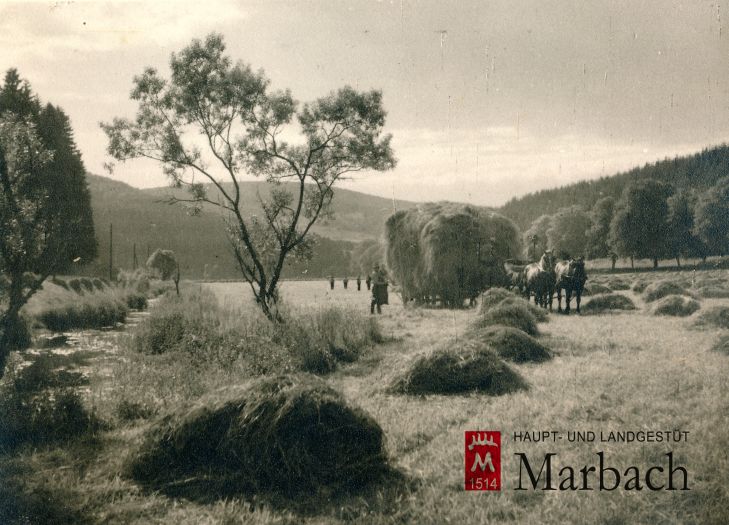 Heuernte im Gomadinger See (Foto: Guttmann)