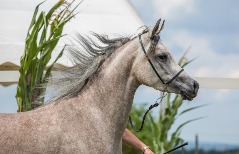 Klassensiegerin Samoura