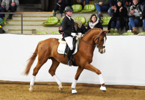 Eileen Meier mit dem Fuchs Giuliani/T. an der Hengstvorstellung in der großen Reithalle