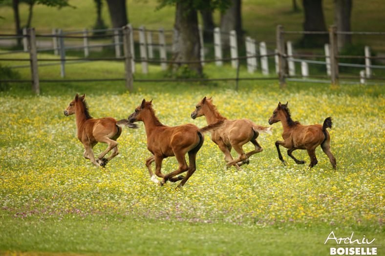 Araberfohlen Marbach (Foto: Archiv Boiselle)