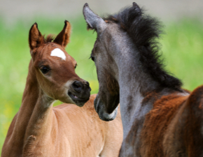 Zwei Fohlen unterhalten sich auf der Koppel