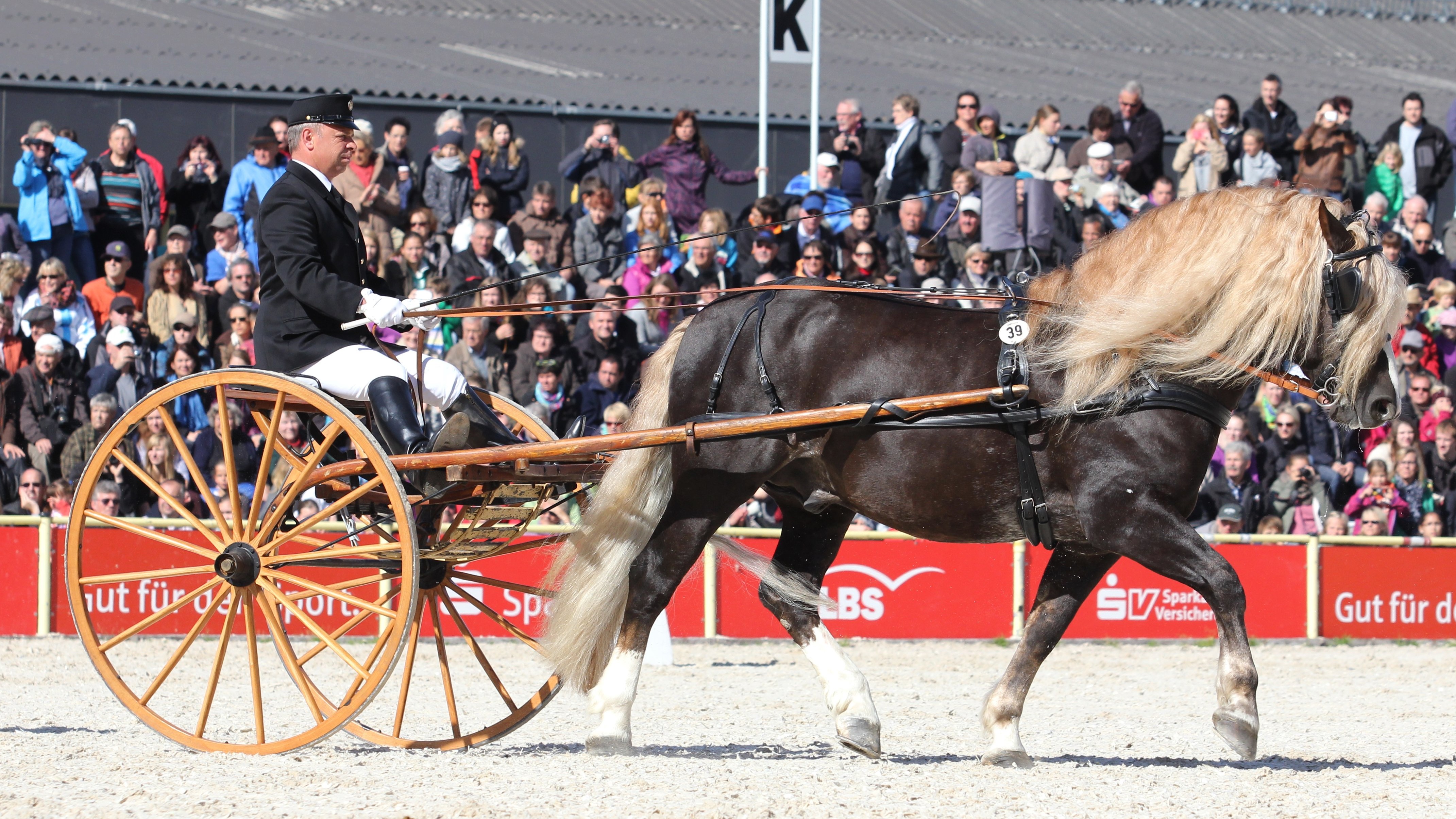 Herbert Strobel auf dem Traberwagen mit einem Schwarzwälder bei der Hengstparade