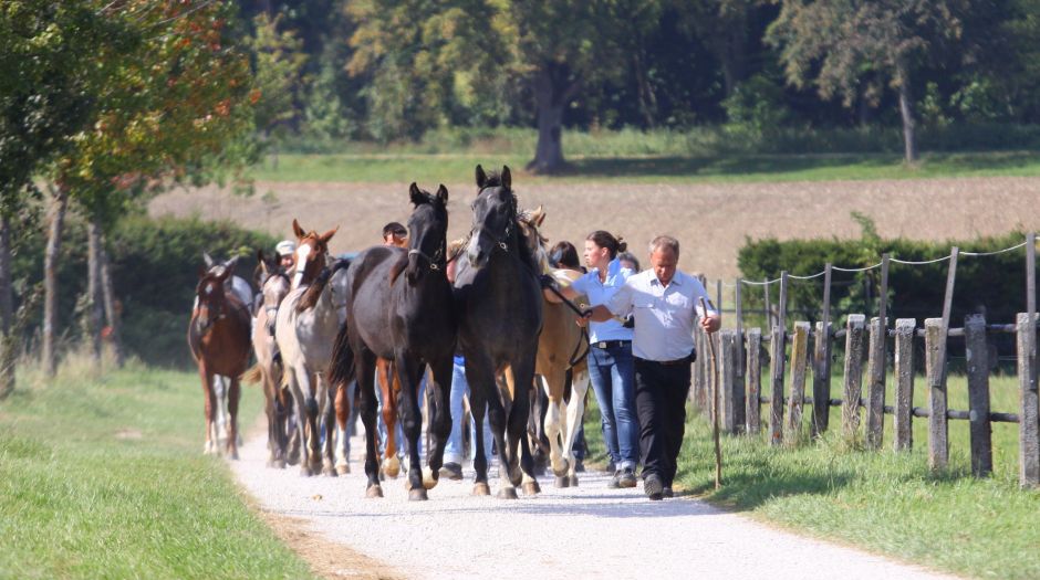Vorwerk Fohlenhof Umtrieb (Foto: Silke Busse)