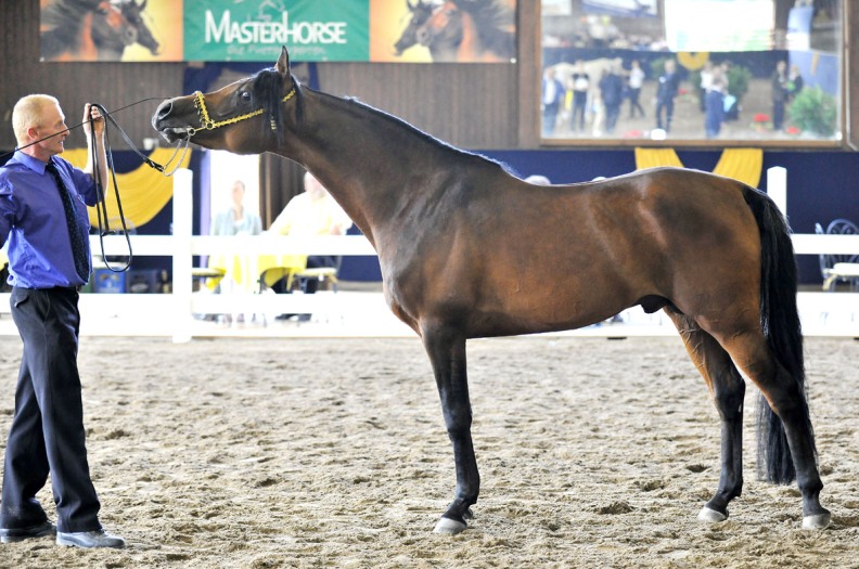 Bairactar Memorial Schau 2010 (Foto: Stephan Kube)