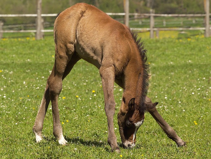 Araberfohlen auf den Marbacher Stutenweiden (Foto: Stephan Kube)