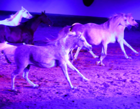 Silberne Herde bei den Marbach Classics