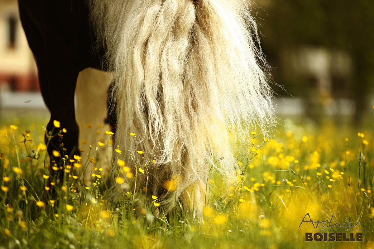 Schwarzwälder Fuchs beim Grasen
