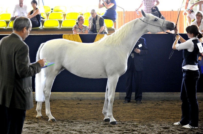 Bairactar Memorial Schau 2010 (Foto: Stephan Kube)