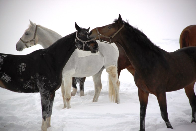 Lehrpferde auf der Koppel