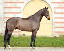 12 Vitalino L1S38580.jpg