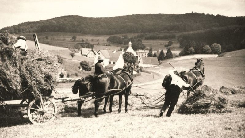 Heuernte