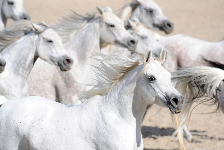 HP 2017 Silberne Herde