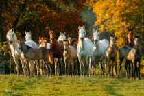 Planwagenfahrt mit Schwarzw&auml;lder Kaltblut