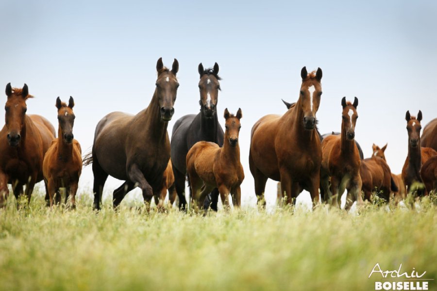 Warmblutstuten