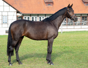 Warmblutstute Standbild